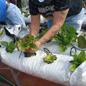 L’Hort al Terrat: una experiència verda i solidària 2025